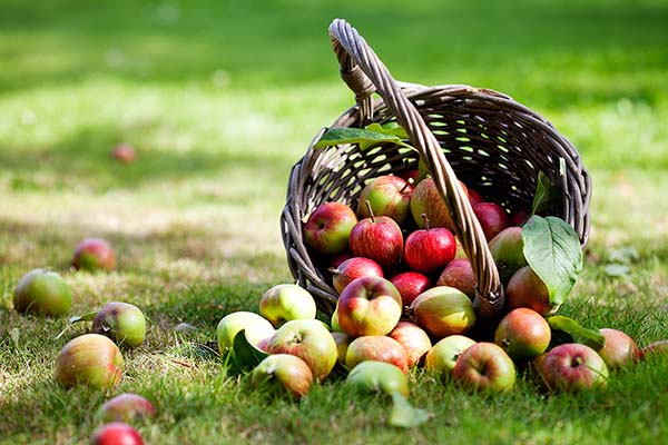 1/4 Peck U-Pick Apple Bag & Orchard Entrance